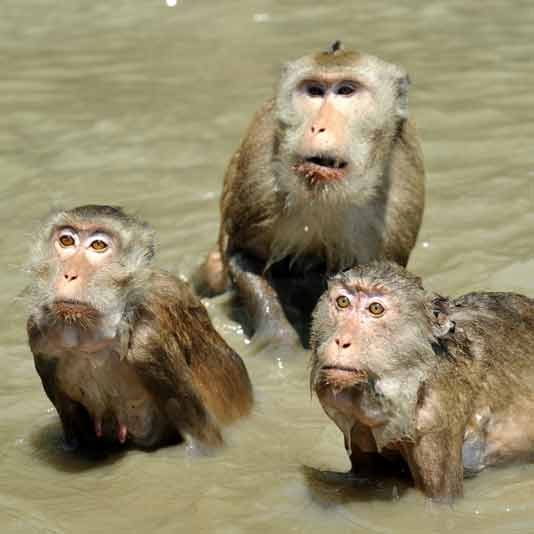 excursion damnoen saduak et mangrove bangkok mae klong