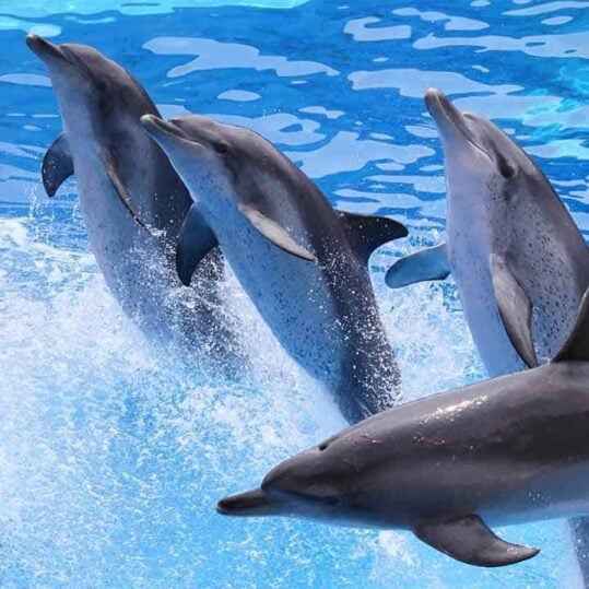 excursion visite du safari wold et marine park bangkok